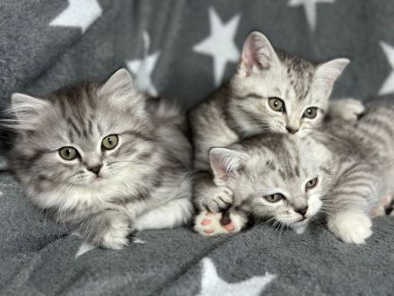 Britisch Kurzhaar Kitten Kater und Katze BKH