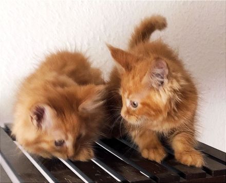 Reinrassige Main Coon!!!