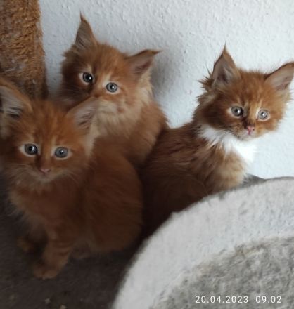 Reinrassige Main Coon!!!