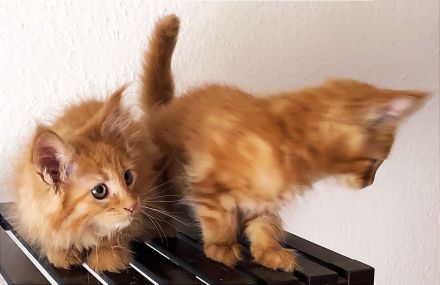 Reinrassige Main Coon!!!