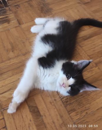 Reinrassige Main Coon!!!