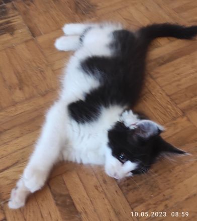 Reinrassige Main Coon!!!