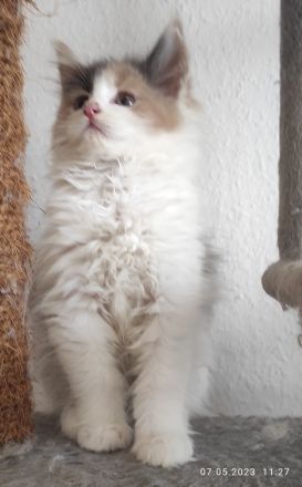 Reinrassige Main Coon!!!