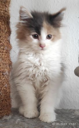 Reinrassige Main Coon!!!