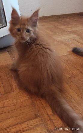 Reinrassige Main Coon!!!