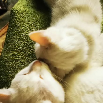 Katzenhotel und Katzenbetreuung