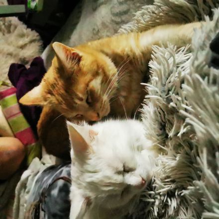 Katzenhotel und Katzenbetreuung