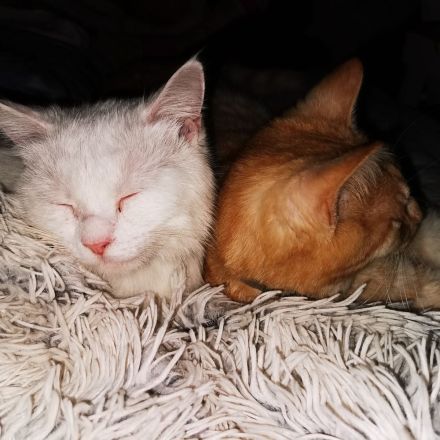 Katzenhotel und Katzenbetreuung