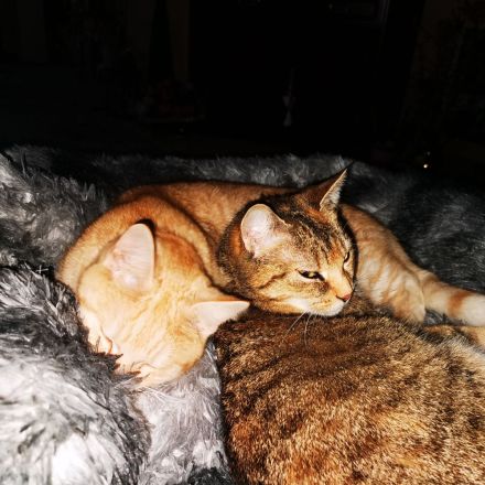 Katzenhotel und Katzenbetreuung