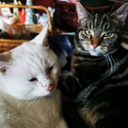 Katzenhotel und Katzenbetreuung