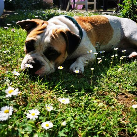 Katzenhotel und Katzenbetreuung