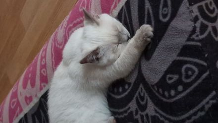 BKH Weibchen 8 Monate