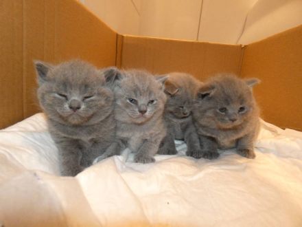 BKH Deckkater mit Stammbaum und mit Erfahrung ! ! !