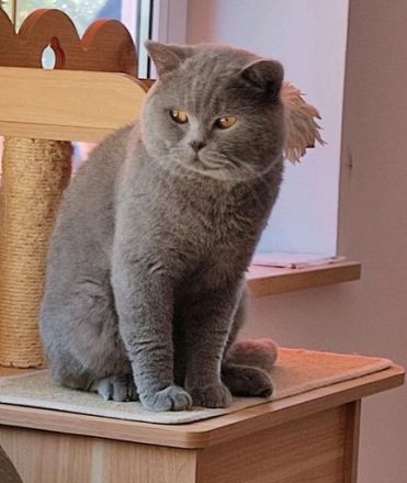 BKH Deckkater mit Stammbaum und mit Erfahrung ! ! !