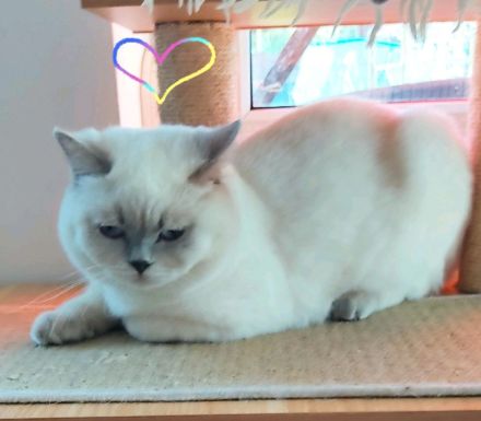 BKH Deckkater Lilac-Point mit Stammbaum