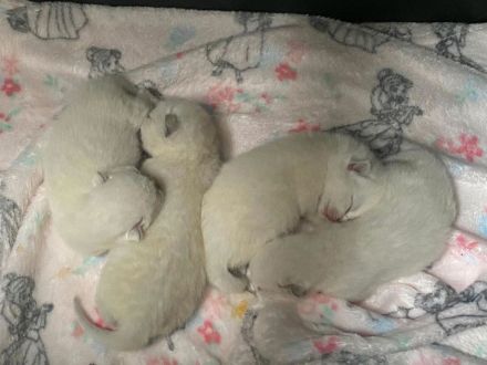 BKH Deckkater Lilac-Point mit Stammbaum