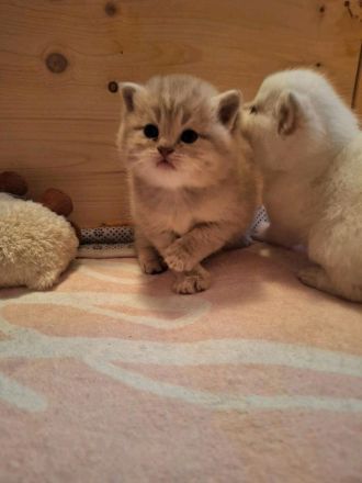 BKH Deckkater Lilac-Point mit Stammbaum