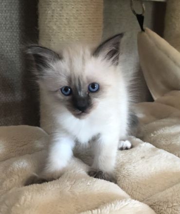 Siam- Heilige Birma Kitten