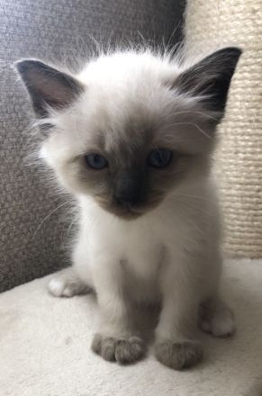 Siam- Heilige Birma Kitten