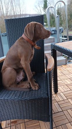Weimaraner Mischling Rüde