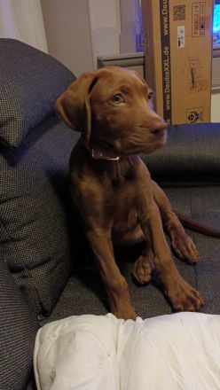 Weimaraner Mischling Rüde