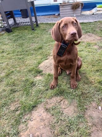 Weimaraner Mischling Rüde