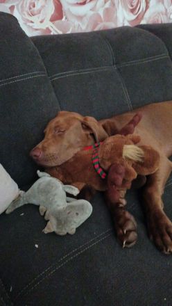 Weimaraner Mischling Rüde