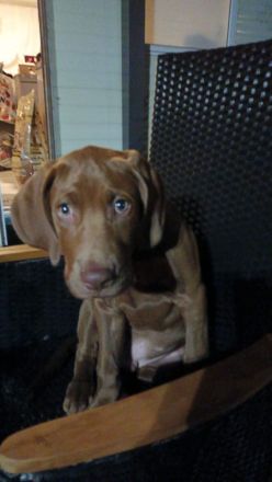 Weimaraner Mischling Rüde