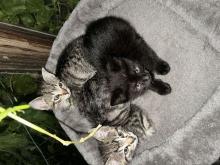 Babykatzen !Handaufzucht!