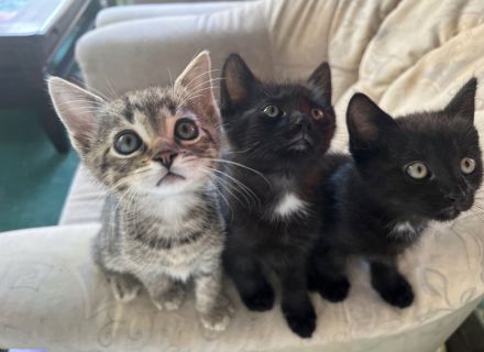 Babykatzen !Handaufzucht!