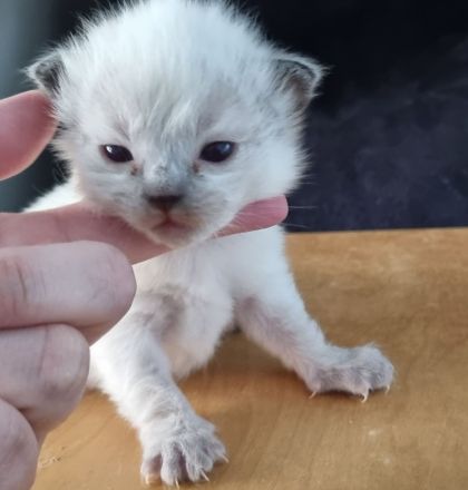 Gesunde Ragdollkitten rein traditionell mit Stammbaum