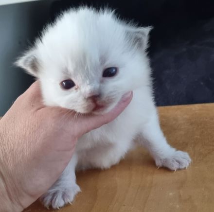 Gesunde Ragdollkitten rein traditionell mit Stammbaum