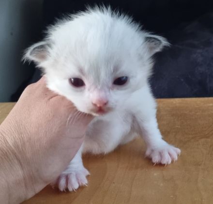 Gesunde Ragdollkitten rein traditionell mit Stammbaum