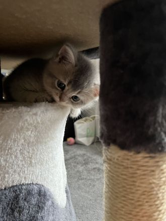 Bkh Reinrassige Kitten