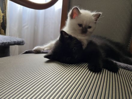 Bkh Reinrassige Kitten