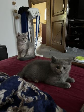 Bkh Reinrassige Kitten