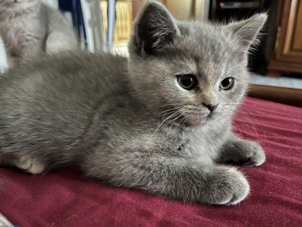 Bkh Reinrassige Kitten