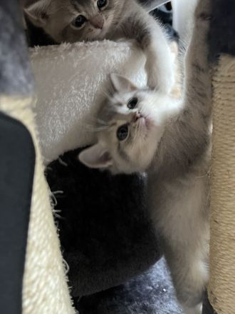 Bkh Reinrassige Kitten