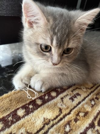 Bkh Reinrassige Kitten