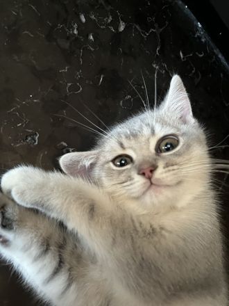 Bkh Reinrassige Kitten