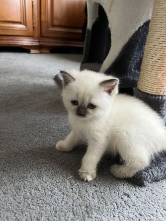 Bkh Reinrassige Kitten