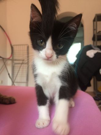 Babykatzen abgabebereit