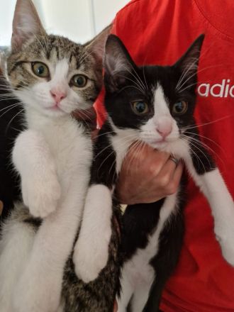 Babykatzen abgabebereit