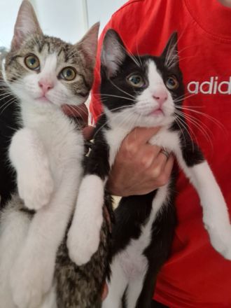 Babykatzen abgabebereit