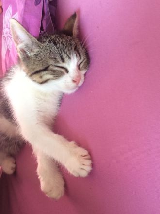 Babykatzen abgabebereit