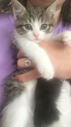 Babykatzen abgabebereit