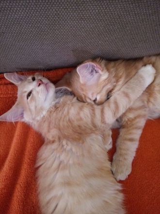 6 Maine Coon Mix Kitten Katzenbabys 13 Wochen