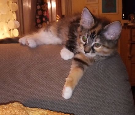 6 Maine Coon Mix Kitten Katzenbabys 13 Wochen