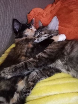 6 Maine Coon Mix Kitten Katzenbabys 13 Wochen