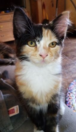 6 Maine Coon Mix Kitten Katzenbabys 13 Wochen